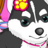 Cats and Dogs Grooming Salon