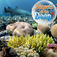 Secrets Of The Deep