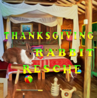 Thanksgiving Rabbit Rescue