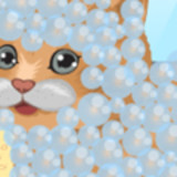 Cutest Cat Contest